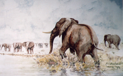 Bild Tiere am Zambesi von Uli Aschenborn